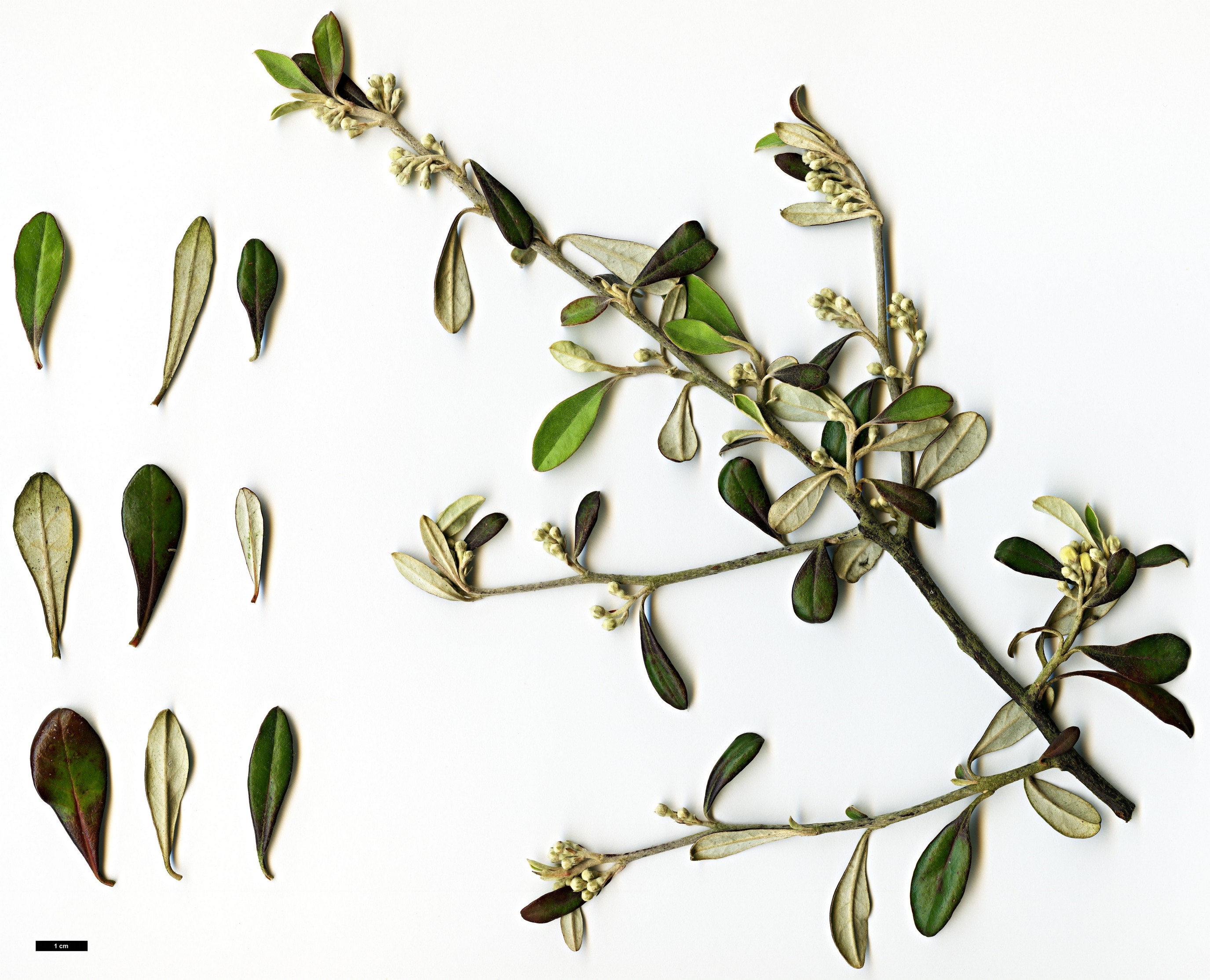 High resolution image: Family: Argophyllaceae - Genus: Corokia - Taxon: ×virgata (C.buddleioides × C.cotoneaster)